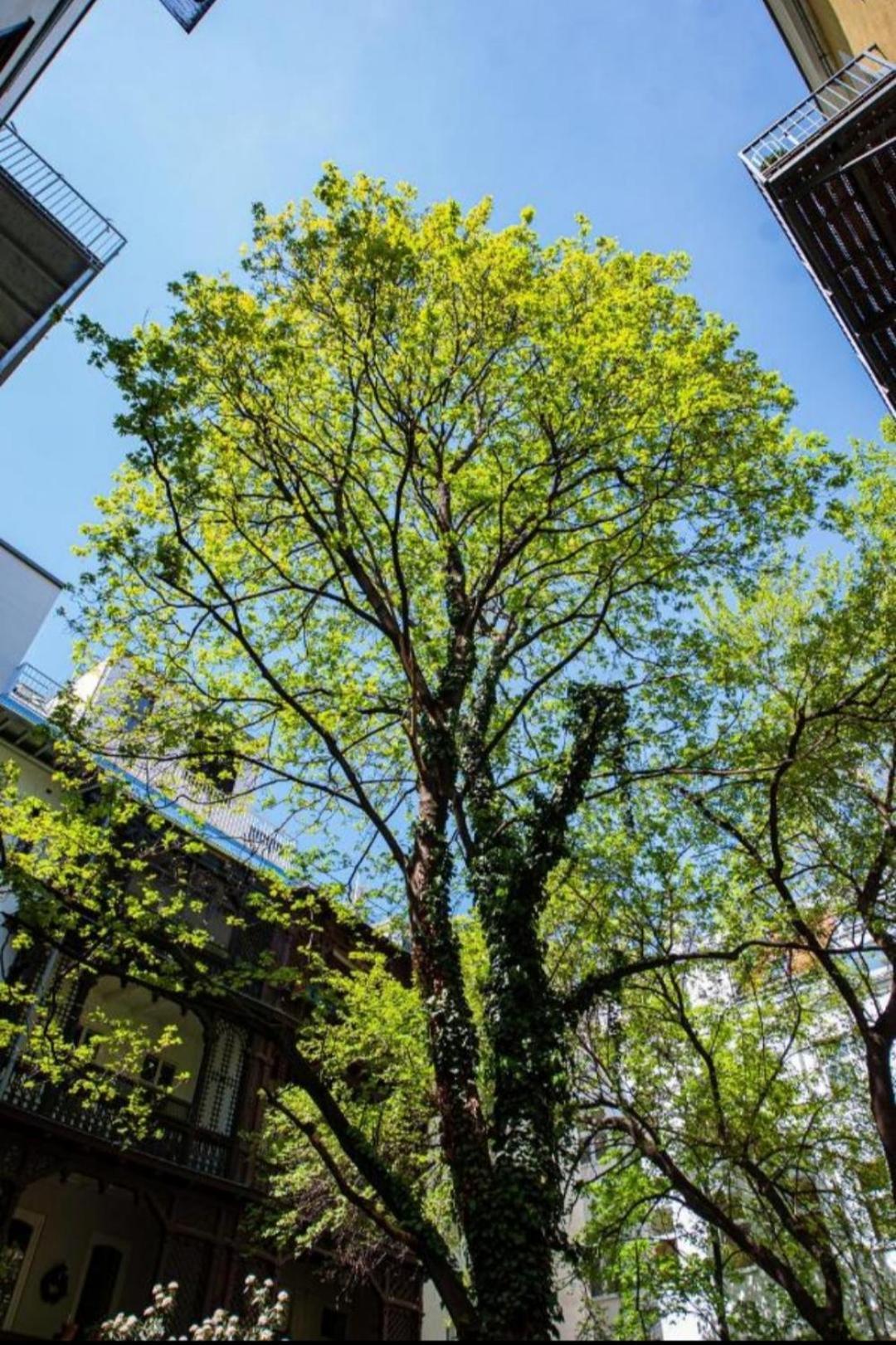 Vienna My City Apartment Garden View Εξωτερικό φωτογραφία